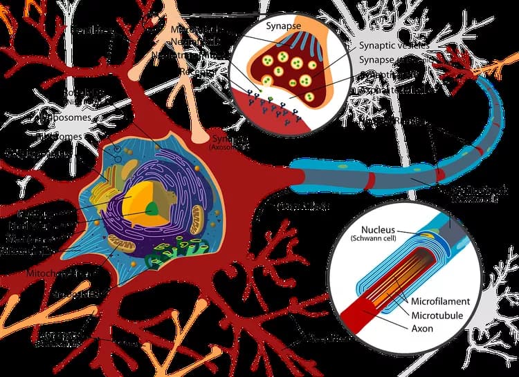 Multiple Sclerosis (MS)